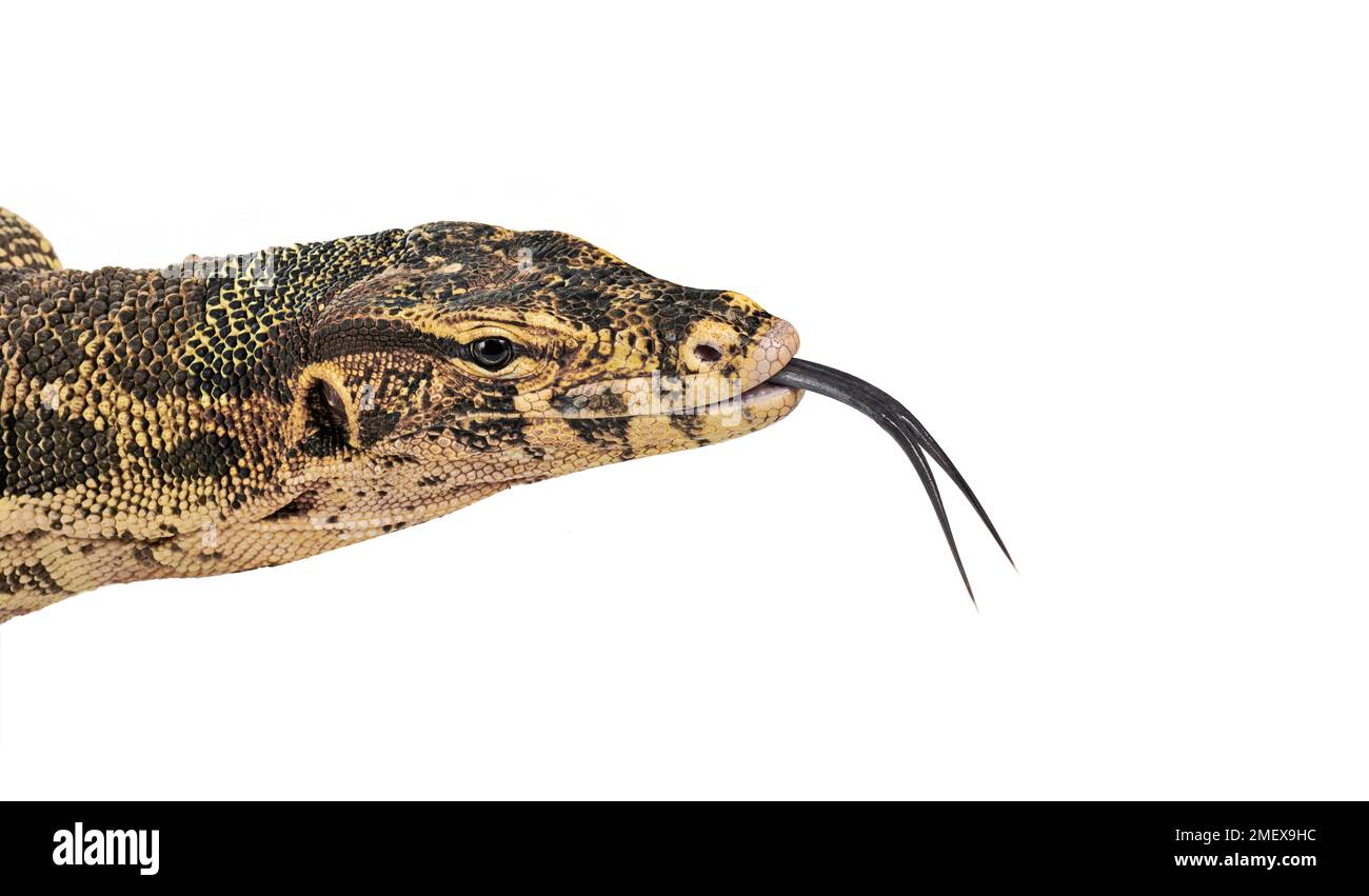 Wasserwächter, Varanus-Salvator Stockfoto