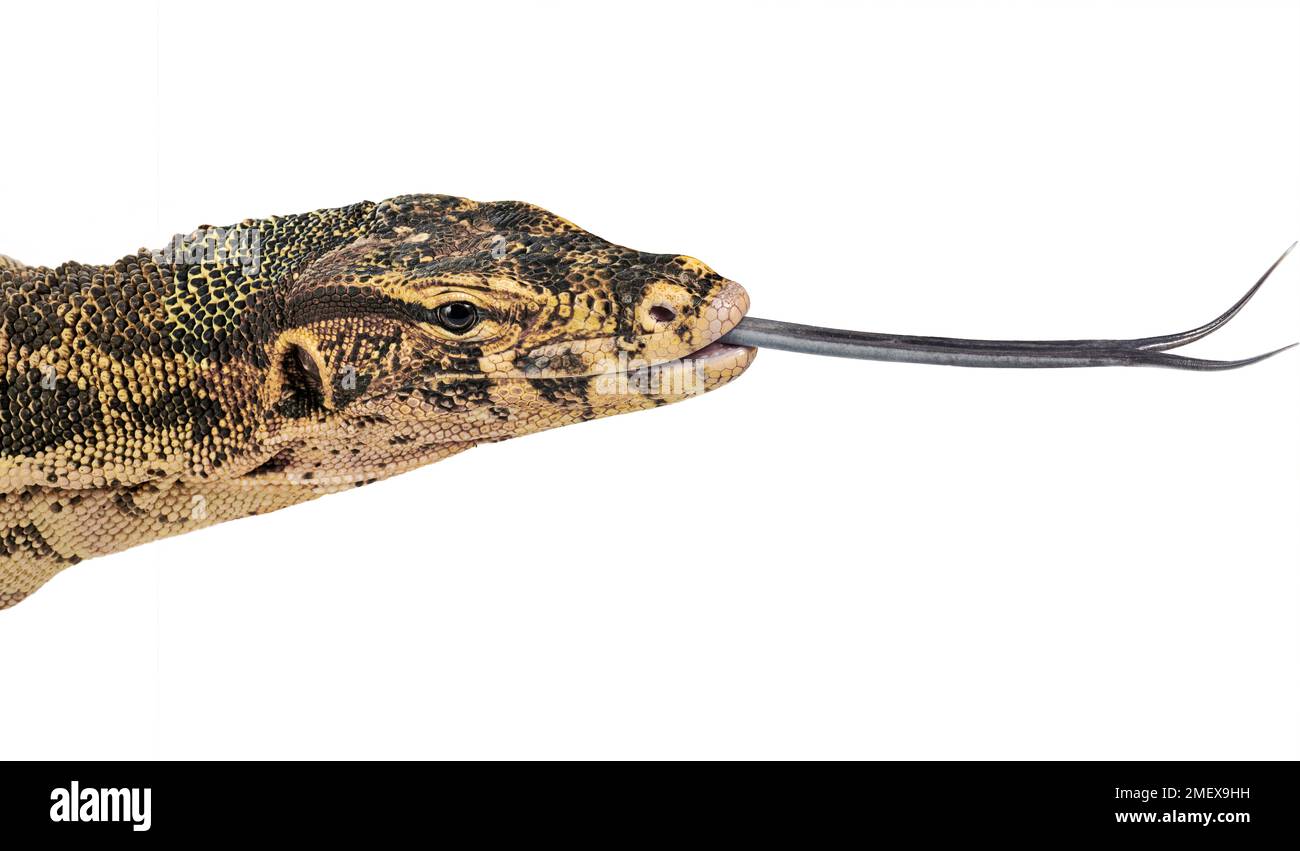 Wasserwächter, Varanus-Salvator Stockfoto