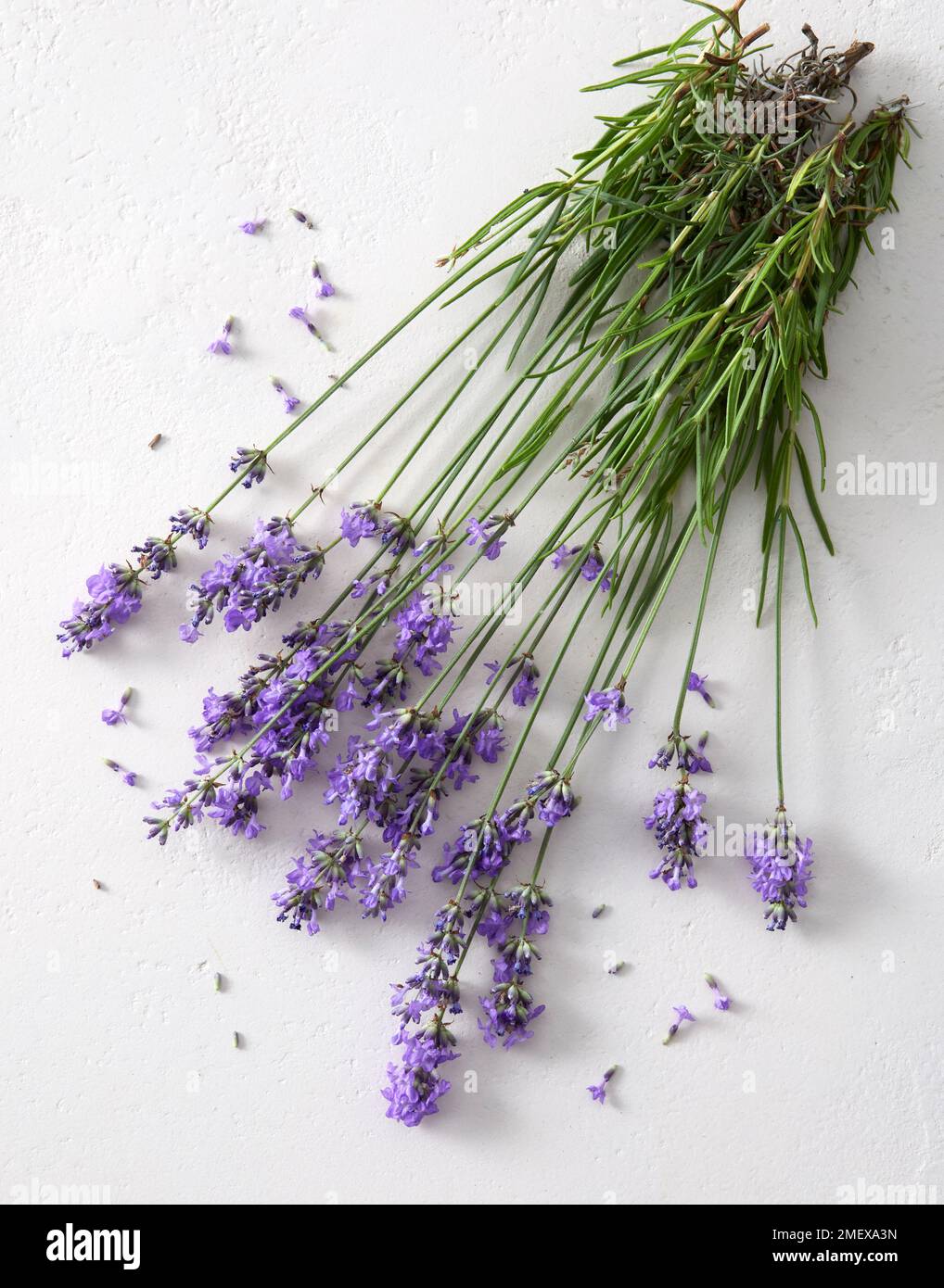 Lavendel Stockfoto