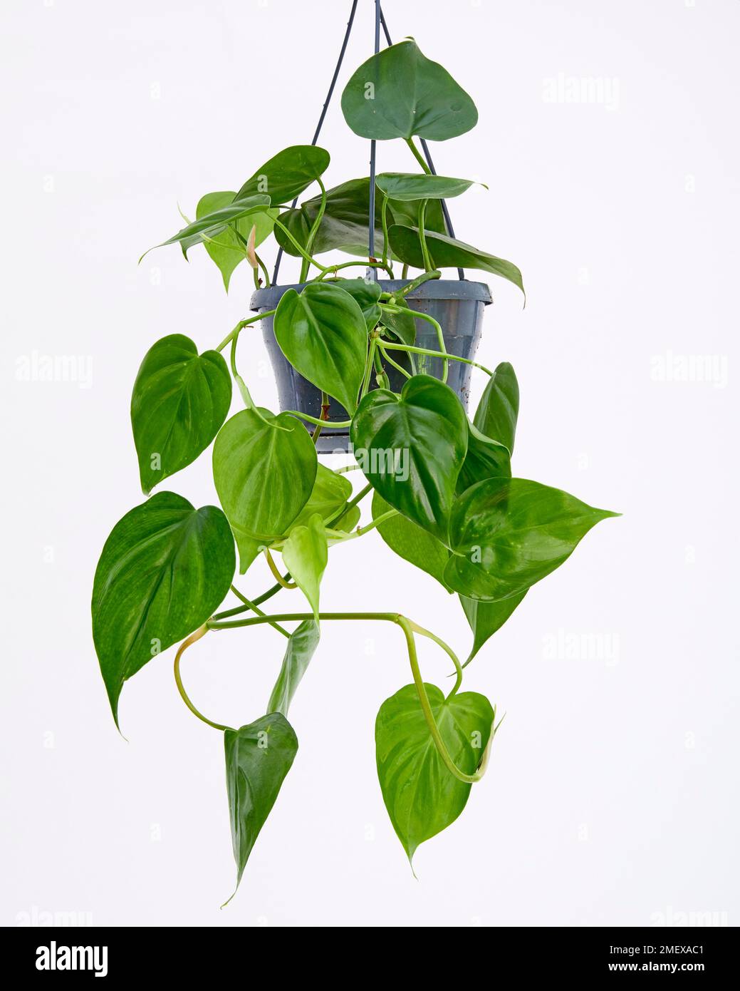 Philodendron Chordartum Heart Leaf Stockfoto