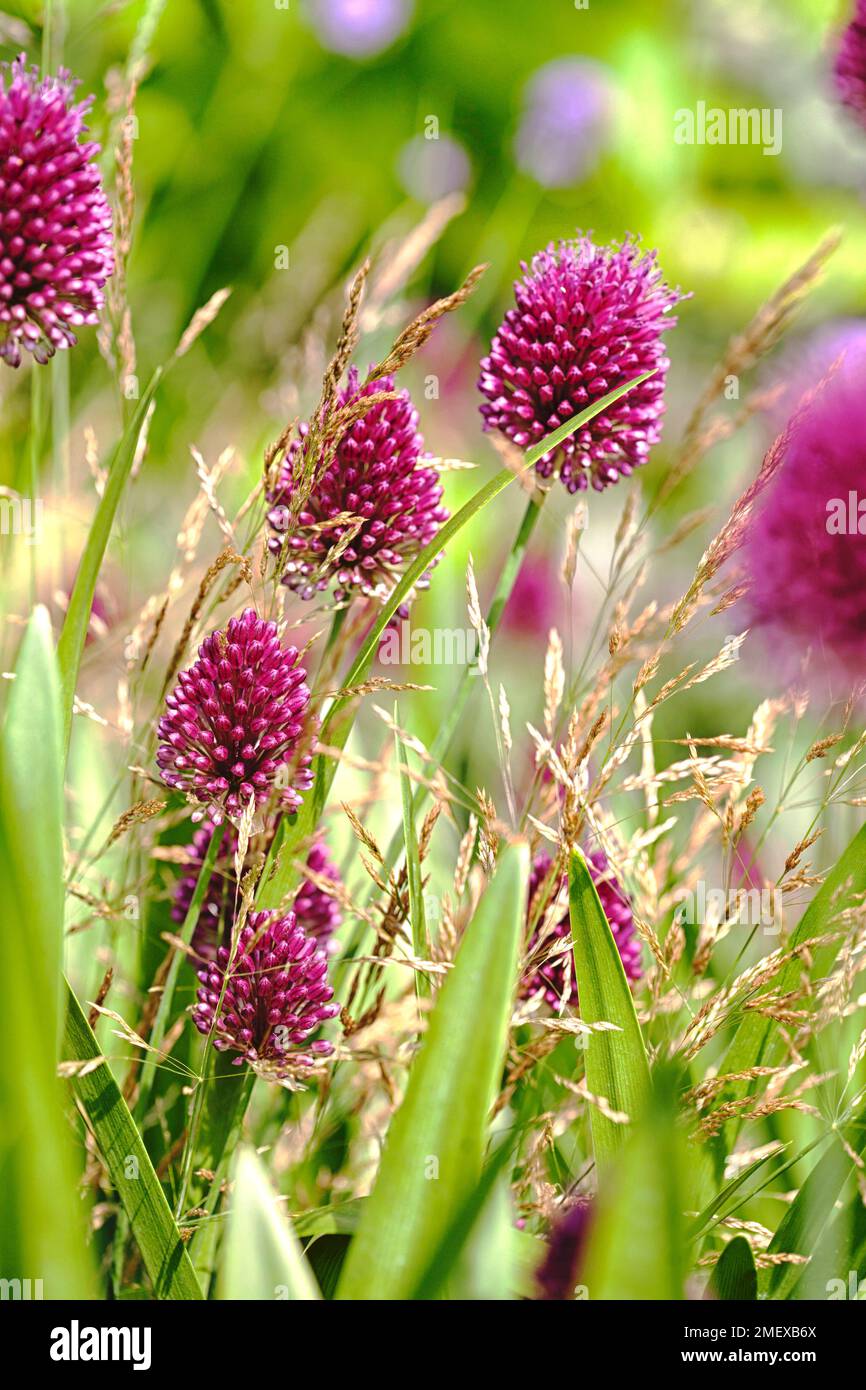Allium sphaerocephalon Stockfoto