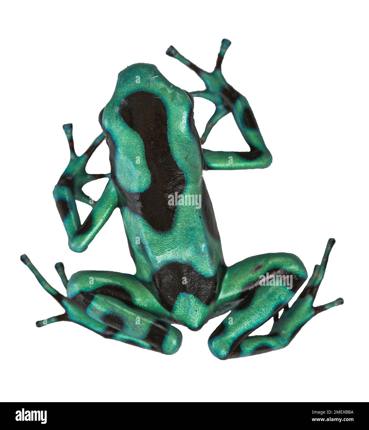 Grün-schwarzer Giftpfeilfrosch, Dendrobates auratus, Draufsicht/Blick von oben Stockfoto