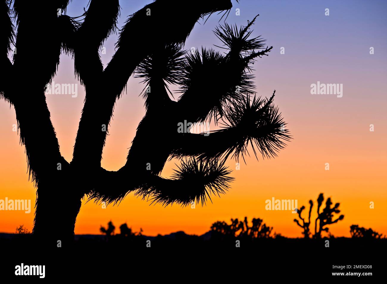 Joshua Tree, Joshua Tree Nationalpark, Mojave-Wüste, Kalifornien, USA Stockfoto