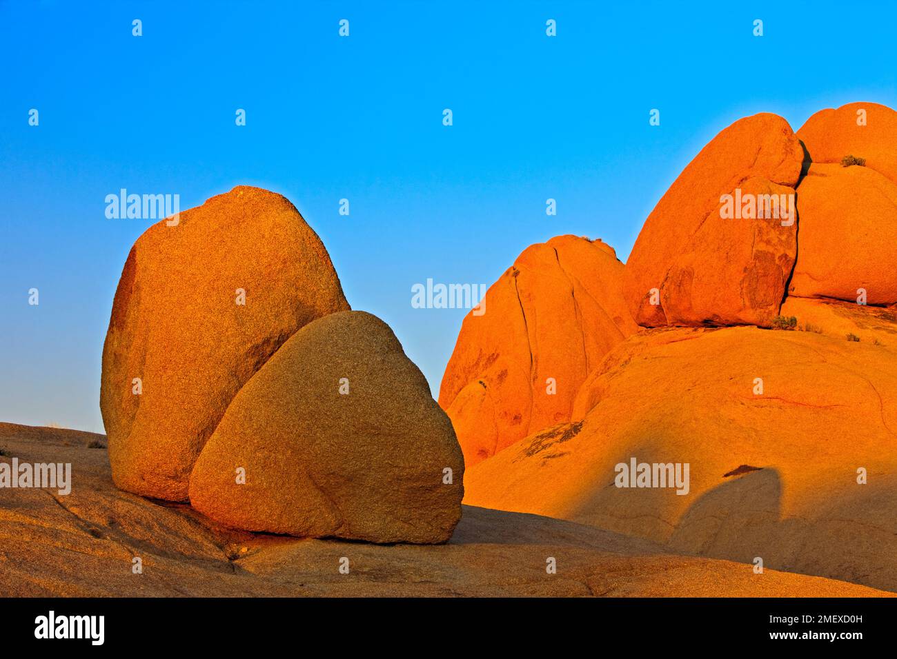 Joshua Tree, Joshua Tree Nationalpark, Mojave-Wüste, Kalifornien, USA Stockfoto