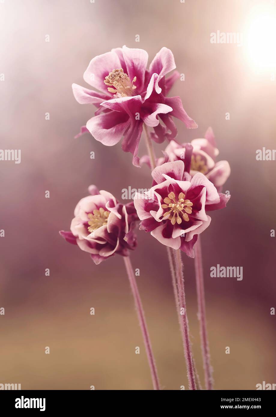 Makroblumen Aquilegia vulgaris. Kolumbinenrosa, violette Blumen. Frühlingsblumen. Blumenhintergrund. Blumenmotiv Stockfoto