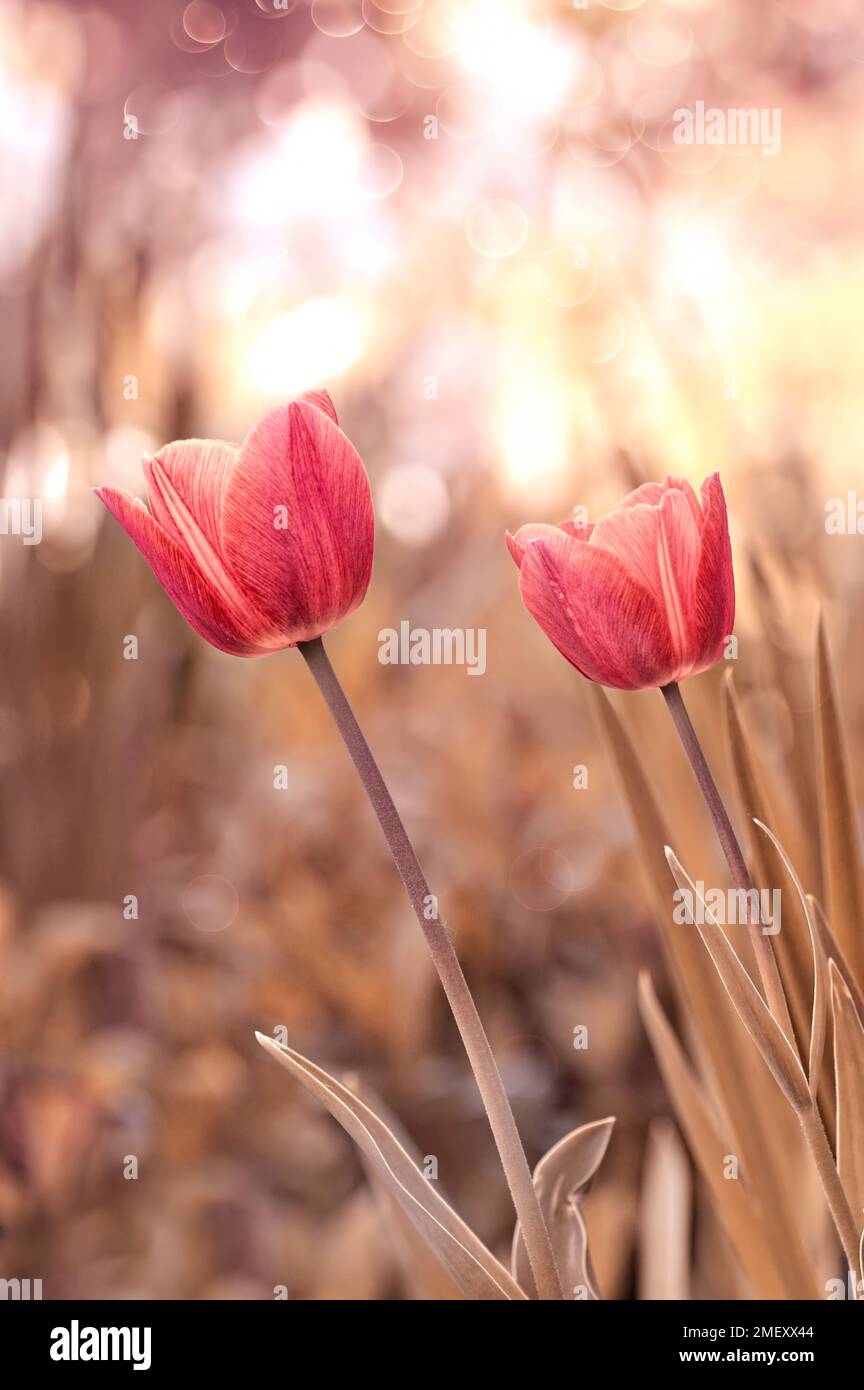 Rote Tulpen auf einem leicht verschwommenen Hintergrund. Frühlingsblumen. Makroblumen. Blume der Schließung. Blumenmotiv. Naturhintergrund Stockfoto