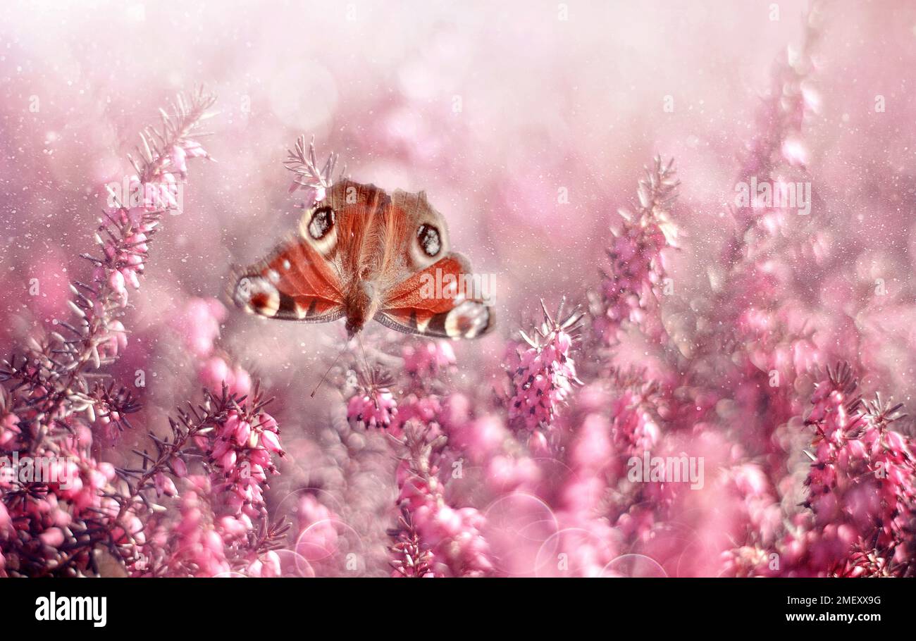 Roter Schmetterling Aglais io auf einer Heathers-Blume. Nymphalis io zum Naturhintergrund. Blumenmotiv. Tierischer Hintergrund. Frühlingsblumen Stockfoto