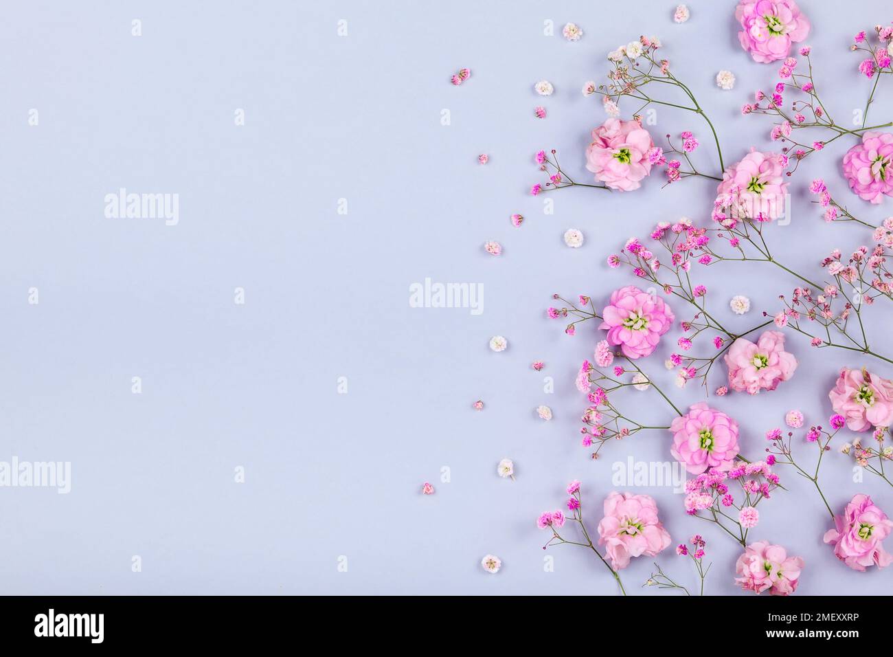 Frühlingsblumen-Komposition aus frischen rosafarbenen Blüten auf hellem Pastellhintergrund. Festliches Blumenkonzept. Flach liegend, Draufsicht mit Kopierbereich. Stockfoto