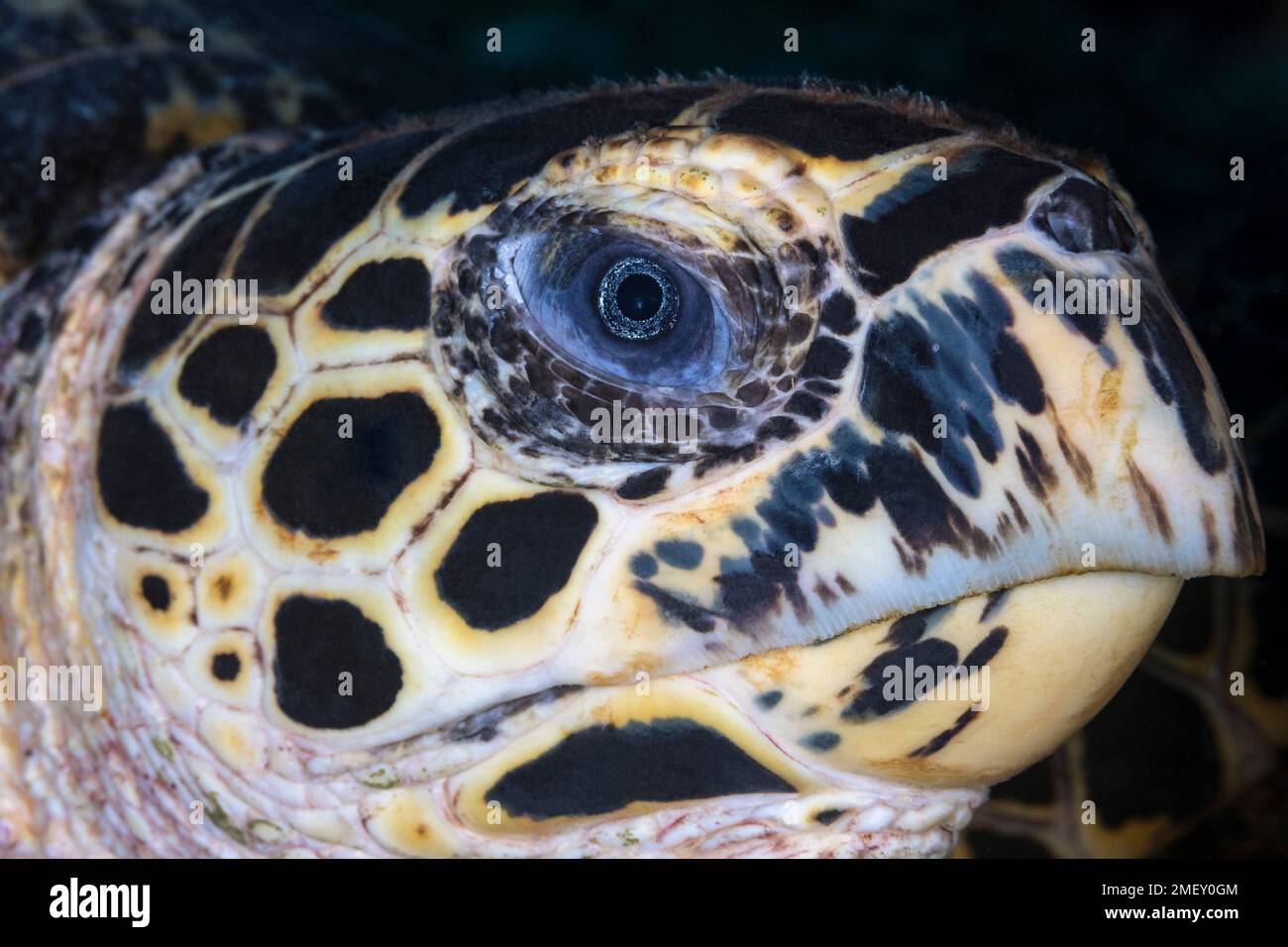 Hawksbill Sea Schildkröte, Eretmochelys imbricata, Ticao, Philippinen, Südchinesisches Meer, Pazifik Stockfoto