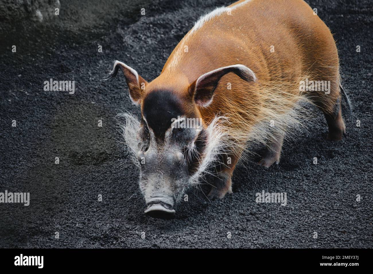 Ein einziges rotes Flussschwein, das im Dreck schnüffelt Stockfoto