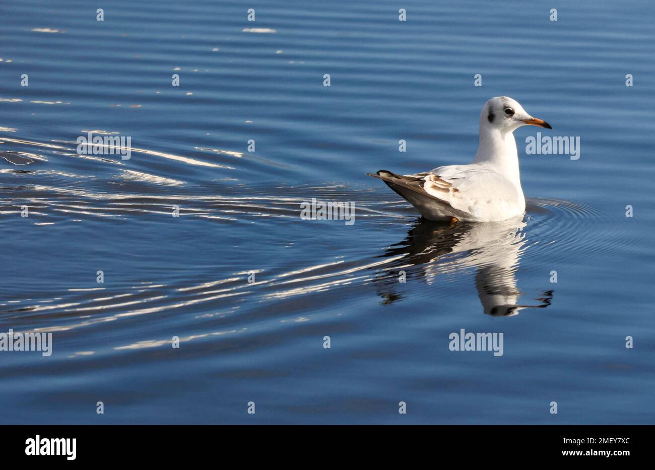 Kinnego, Lough Neagh, County Armagh, Nordirland, Vereinigtes Königreich. 24. Januar 2023 Wetter in Großbritannien – das milde Wetter ist mit Temperaturen von bis zu 10C °C zurückgekehrt. Hauptsächlich grau bedeckt, aber sehr angenehm für Januar an einem sonnigen Ort, Eine Schwarzkopfmöwe am Hafen in der Wintersonne. .Kredit: CAZIMB/Alamy Live News. Stockfoto