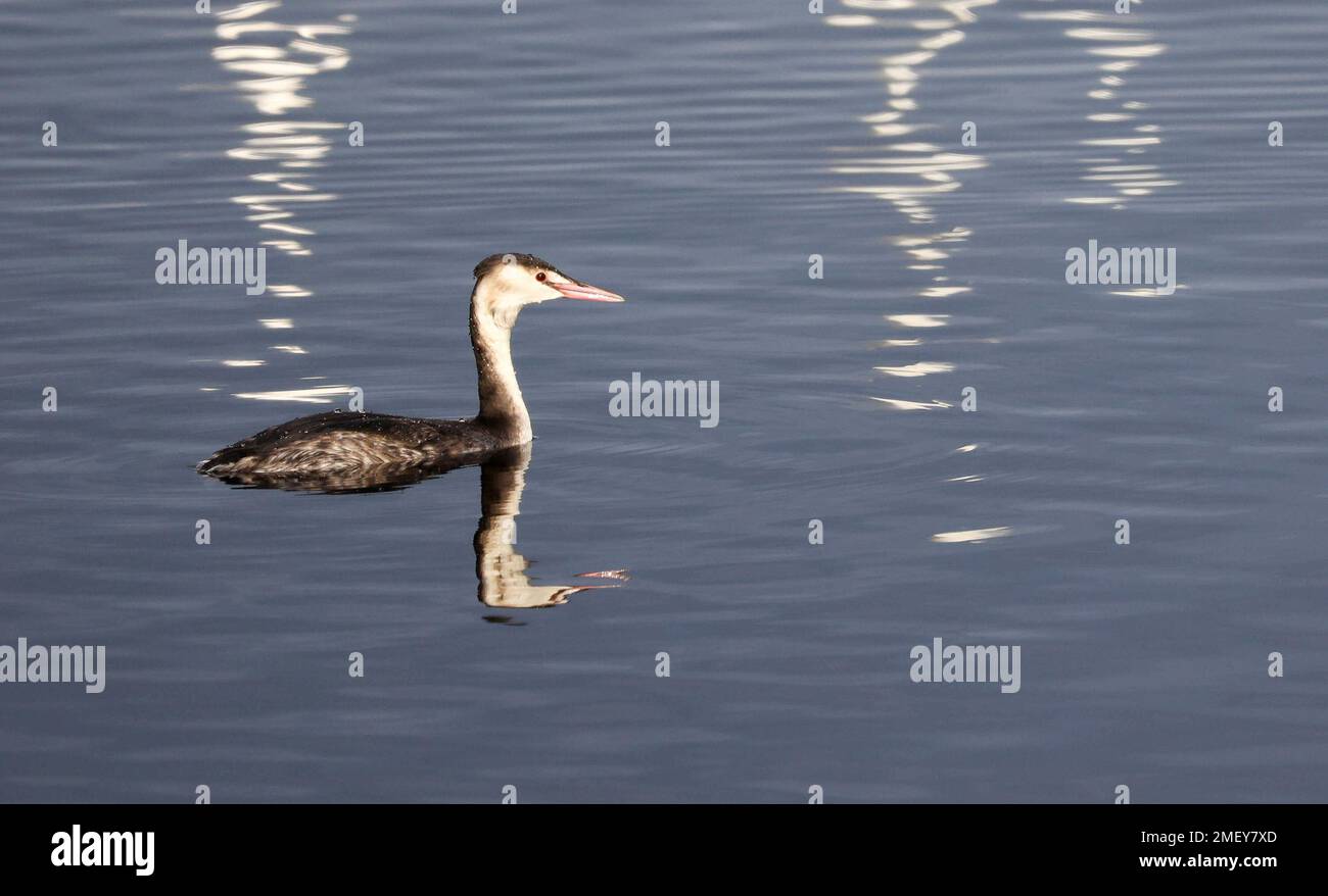 Kinnego, Lough Neagh, County Armagh, Nordirland, Vereinigtes Königreich. 24. Januar 2023 Wetter in Großbritannien – das milde Wetter ist mit Temperaturen von bis zu 10C °C zurückgekehrt. Hauptsächlich grau bedeckt, aber sehr angenehm für Januar an einem sonnigen Ort. Ein großartiges 'Crested Grebe' in der Wintersonne auf dem Yachthafen. Gutschrift: CAZIMB/Alamy Live News. Stockfoto