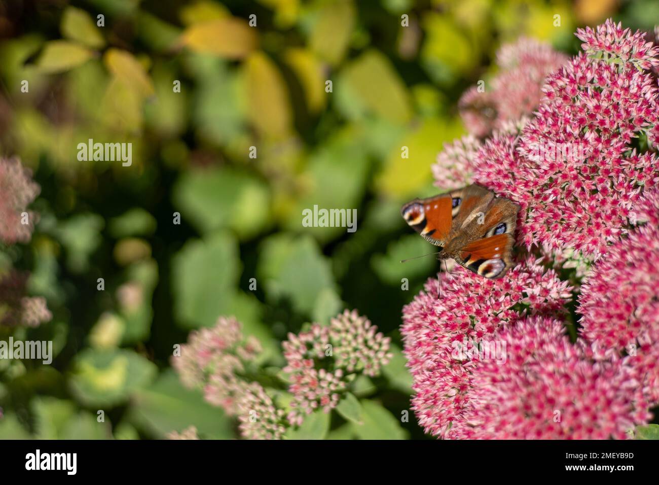Ein Pfauenschmetterling frisst auf einer rosa Sedum-Blume - Hase-Kohl. Ein Blumenbeet mit Blumen, die von Insekten bestäubt werden. Schmetterlinge fliegen. Natur sonnigen Tag. Insekt. Schmetterlingsflügel. Grüne Pflanze aus nächster Nähe. Stockfoto