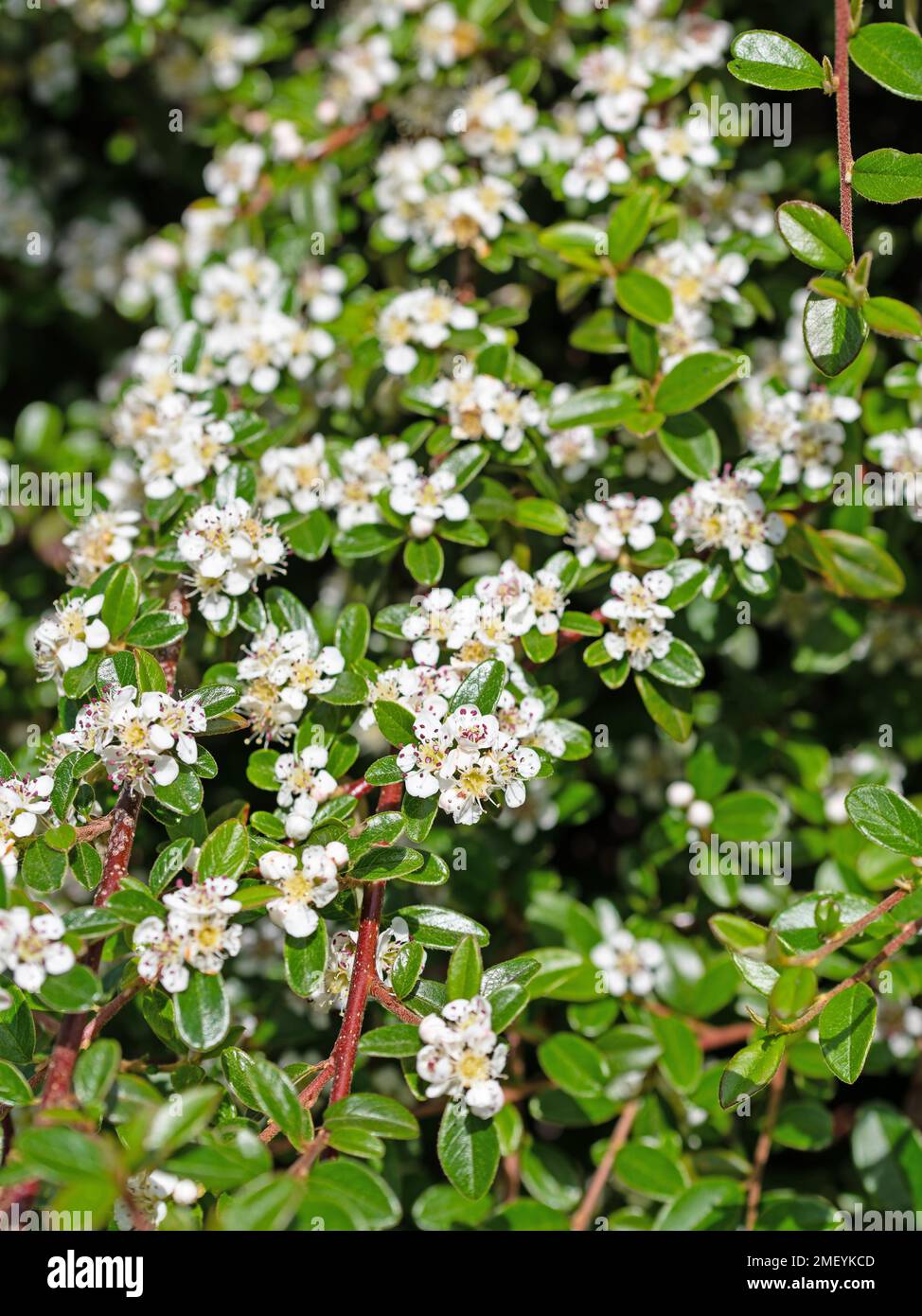 Weiße Blüten des Cotoneasters im Frühjahr Stockfoto