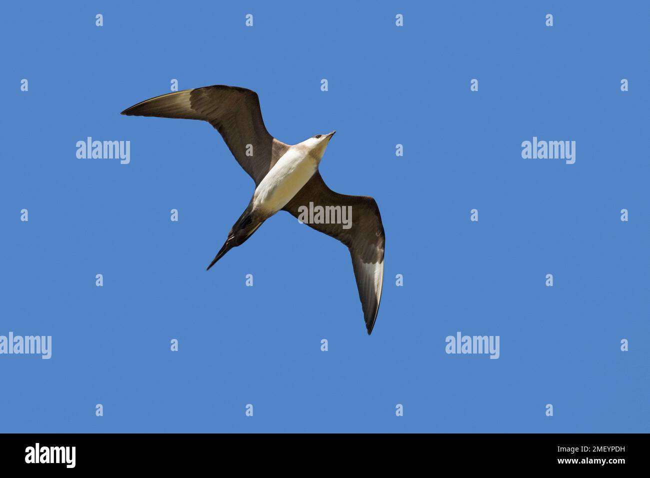 Arktische Skua / parasitäre Skua / parasitäre jaeger / Arktische jaeger (Stercorarius parasiticus) im Flug gegen den blauen Himmel im Sommer Stockfoto