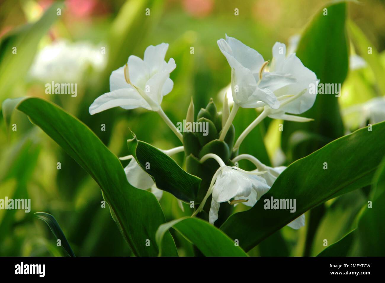 Weiße Girlande-Lilie (Hedychium coronarium) in Blüte Stockfoto