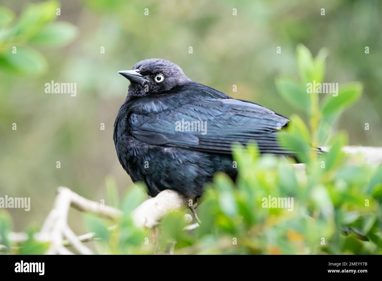 Ein männlicher Brewer's Blackbird am Stow Lake in San Francisco, Kalifornien. Stockfoto