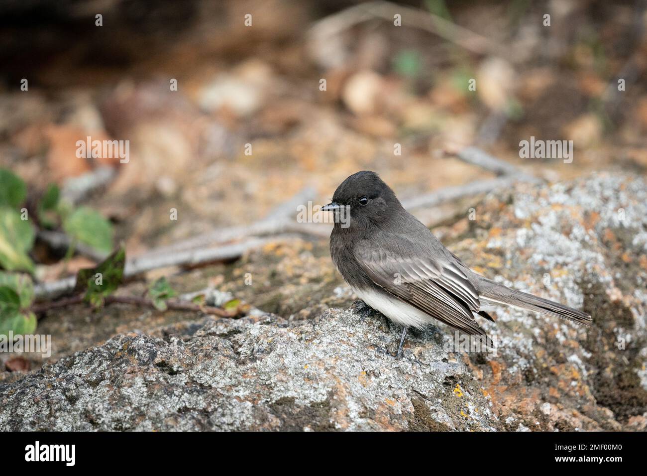 Eine Schwarze Phoebe am Lake Temescal in Oakland, Kalifornien. Stockfoto