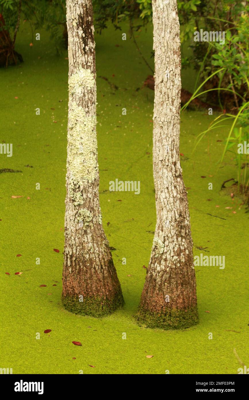 Panama City Beach Conservation Park, FL, USA. Zypressen wachsen in einem Sumpfgebiet. Stockfoto