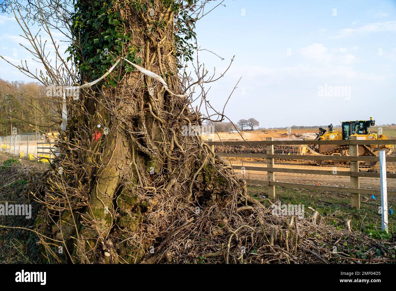 Wendove Dean, Aylesbury Vale, Großbritannien. 24. März 2022. Eine einsame Eiche, die mit HS2 zum Fällen markiert wurde. HS2 haben einen großen Teil der alten Wälder im nahe gelegenen Jones Hill Wood zerstört. Bowood Lane war eine malerische und ruhige Einbahnstraße. HS2 haben nun die Straße gesperrt und viele der Bäume gefällt, die die Straße säumen, die ein Fledermauskorridor ist. HS2 wird eine Brücke über die Bowood Lane bauen. Kredit: Maureen McLean/Alamy Stockfoto