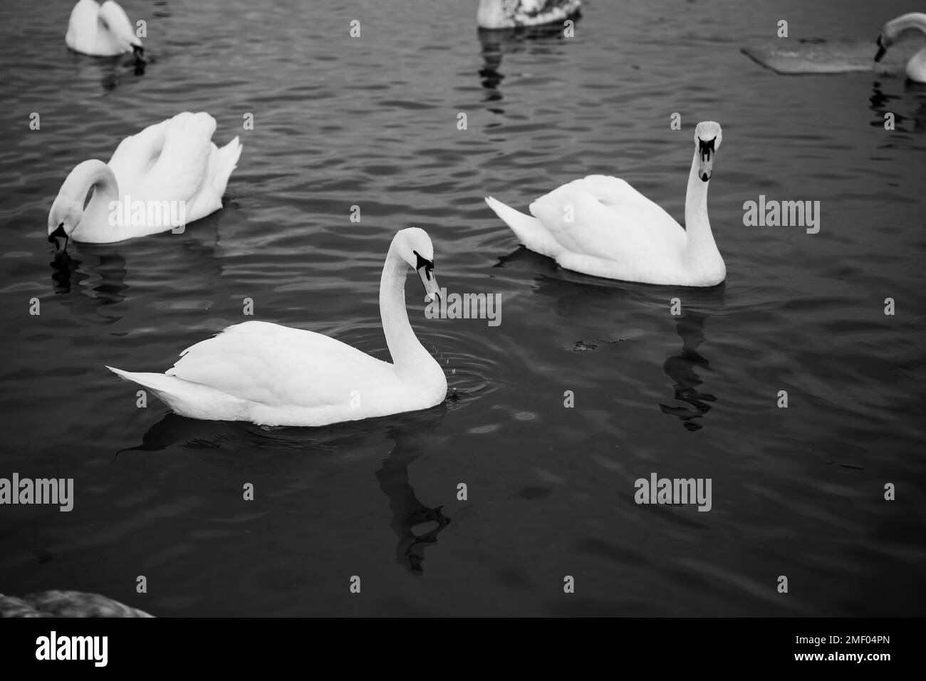 Eine Gruppe von Schwanen auf dem See füttert sich tagsüber Stockfoto