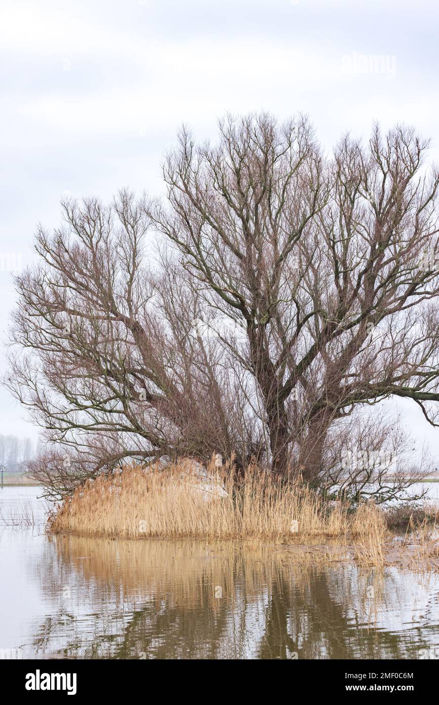 Großer Baum in überflutetem Gebiet in der Nähe des Fährteichs Olsterveer mit Skulptur, die den Fluss IJssel in Olst Wijhe Welsum in Overijssel in den Niederlanden überquert Stockfoto