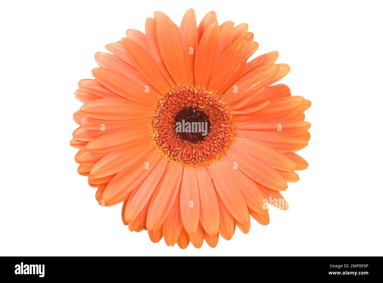 Orange Gerbera Gänseblümchen auf Weiß Stockfoto