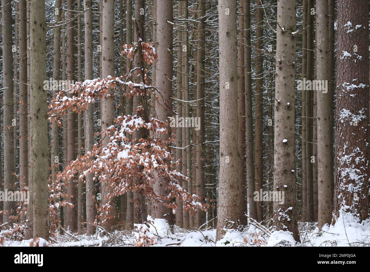 Laubbäume gehen im Nadelwald verloren Stockfoto