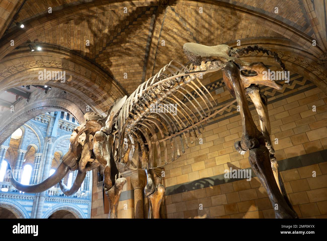 Der amerikanische Mastodon-Elefant ist im National History Museum in London, England, ausgestellt. Der amerikanische Mastodon-Eiszeitalter-Verwandte des Elefanten Stockfoto