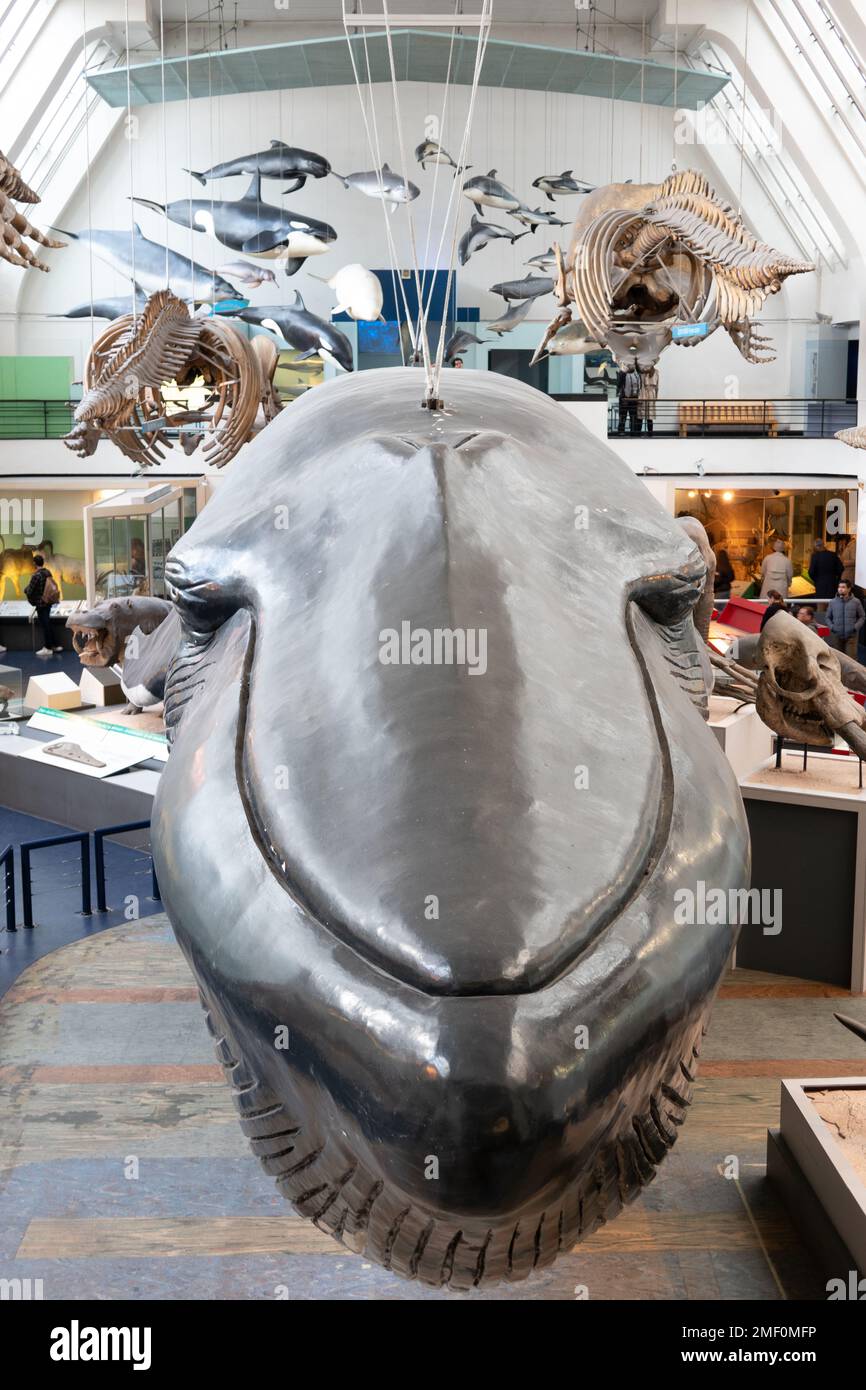 Lebensgroßes Blauwal-Modell im National History Museum in London, England Stockfoto