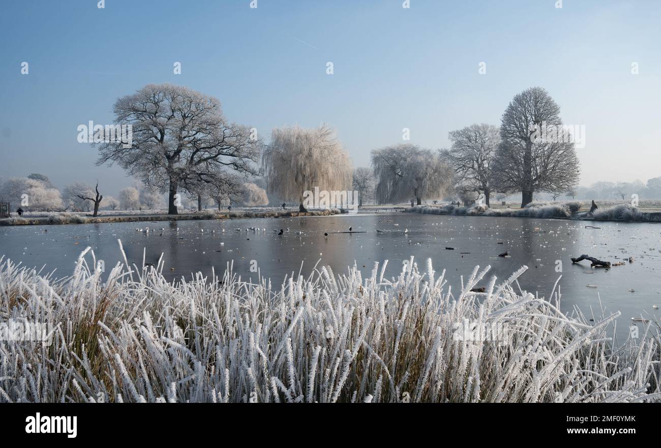 Im Bushy Park in London herrscht herrlicher Winterszene mit Reifrieden auf Bäumen und Gräsern Stockfoto