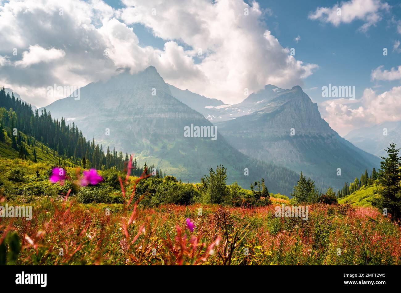 Der Glacier-Nationalpark bietet im Spätsommer einen Ausblick auf die Landschaft mit rosa Blumen und wunderschönen Bergen. Die bergige Landschaft von Montana zeigt sich in Farbe. Stockfoto