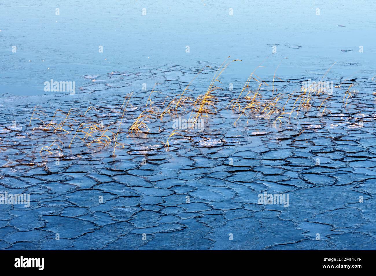 Das Wasser im See ist eiskalt, das Schilf schaut durch dünnes, rissiges Eis. Stockfoto