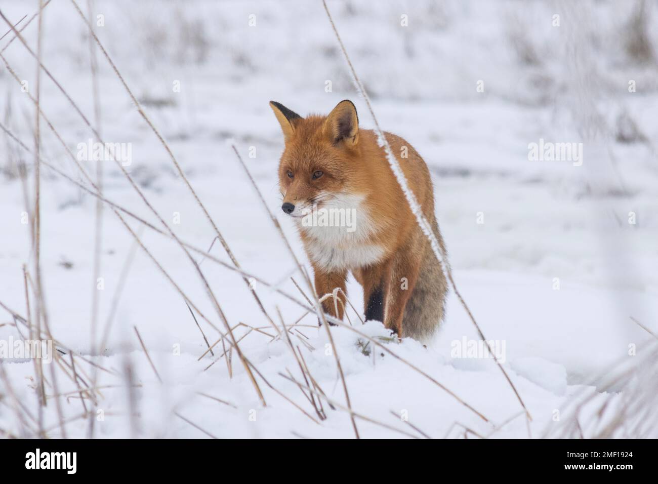 Roter Fuchs, der in Helsinki, Finnland, unterwegs ist Stockfoto