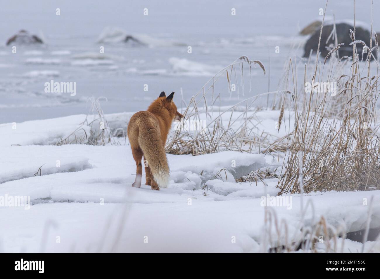 Roter Fuchs, der in Helsinki, Finnland, unterwegs ist Stockfoto