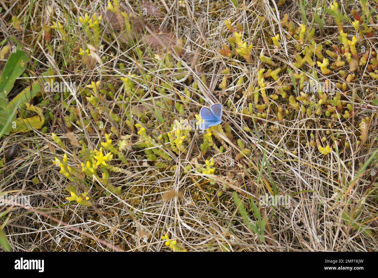 Schmetterlingsblau, Polyommatus ikarus, ruht in der Sonne Stockfoto