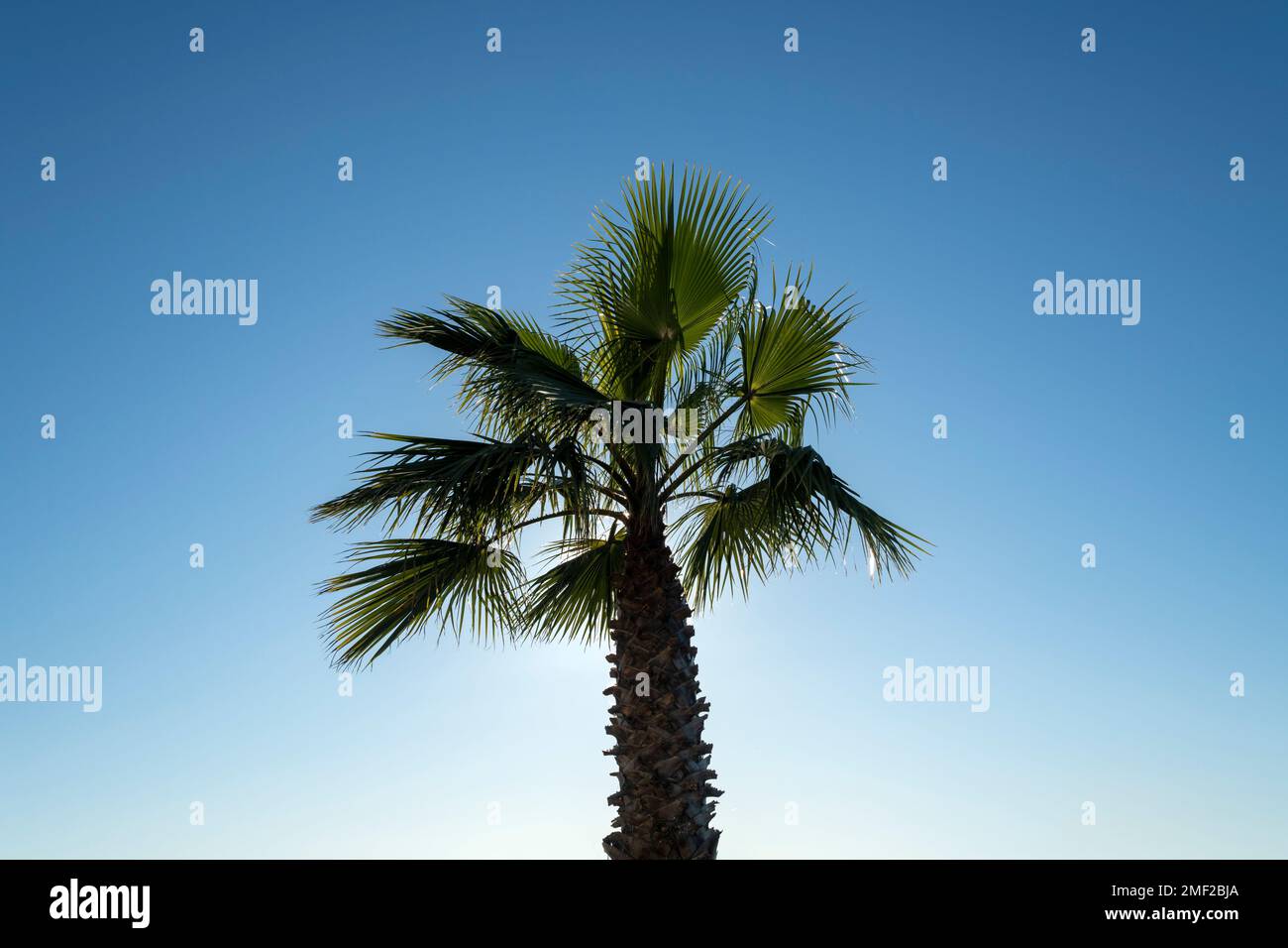 Von hinten beleuchtete Palme vor blauem Himmel, Urlaubskonzept. Stockfoto