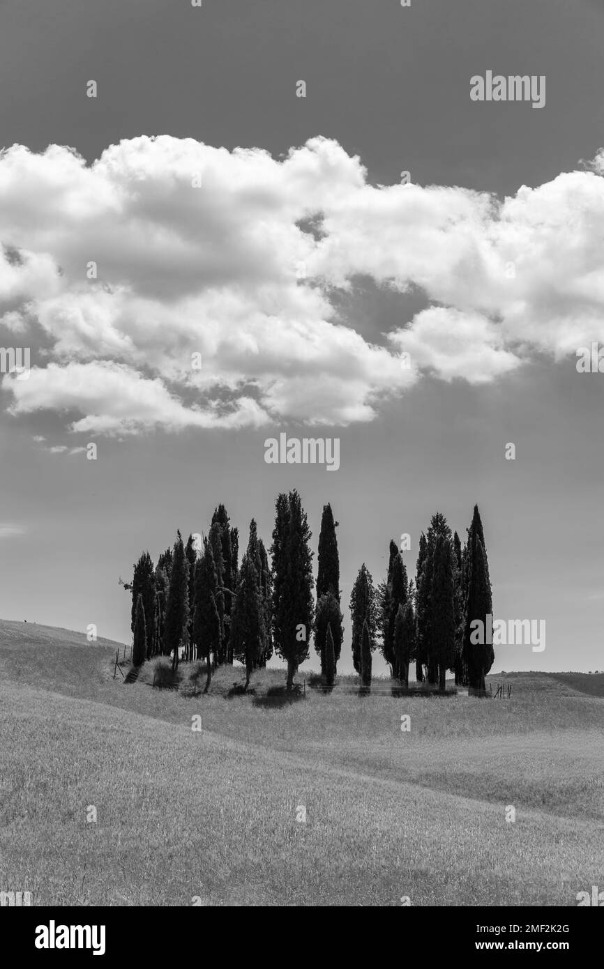 Ikonische Zypressenklumpen, am Straßenrand in der Region Val d'Orcia in der Toskana, Italien, in Schwarz-weiß. Stockfoto