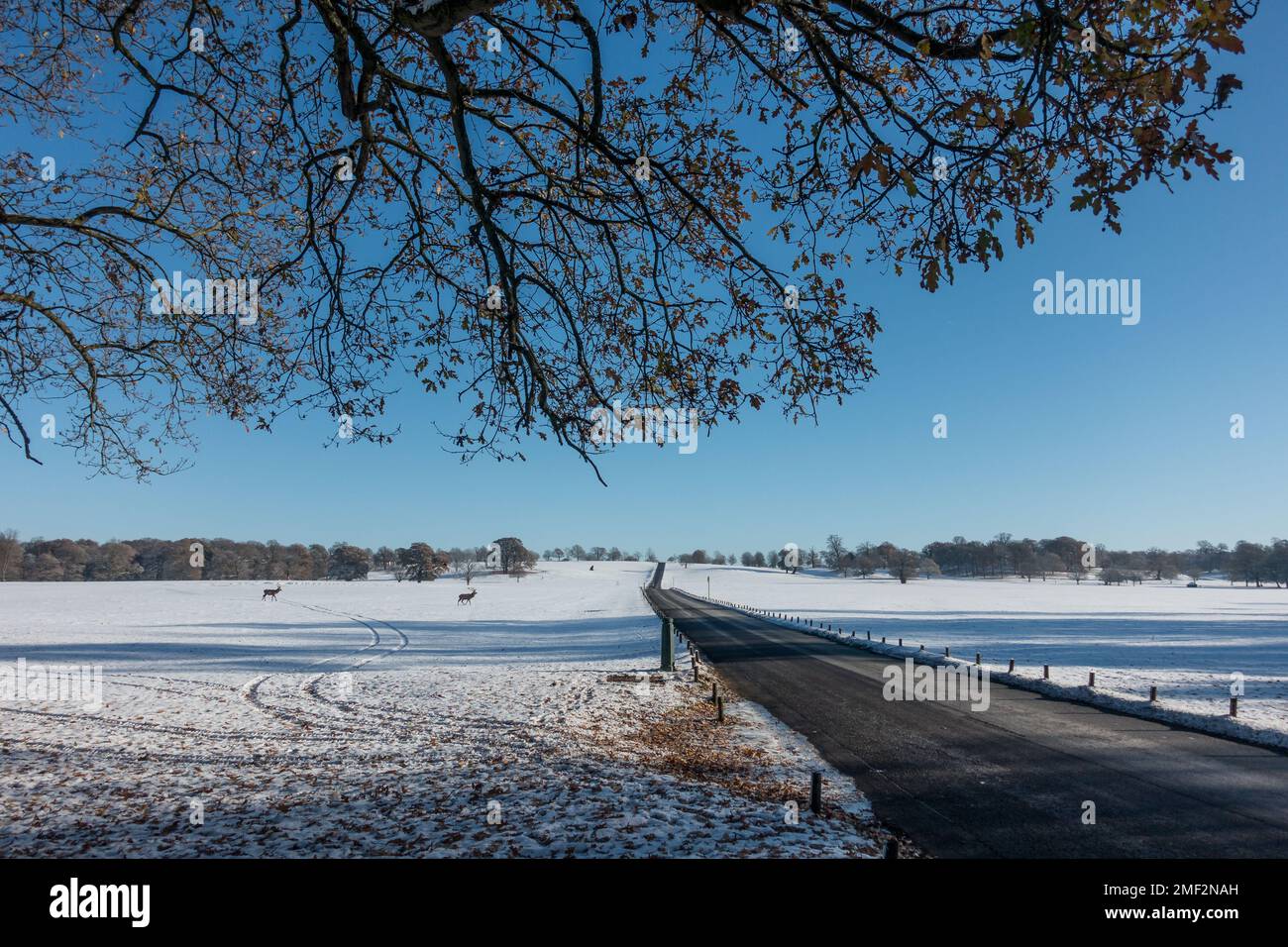 Winterszenen im Woburn Deer Park, Woburn, Großbritannien Stockfoto