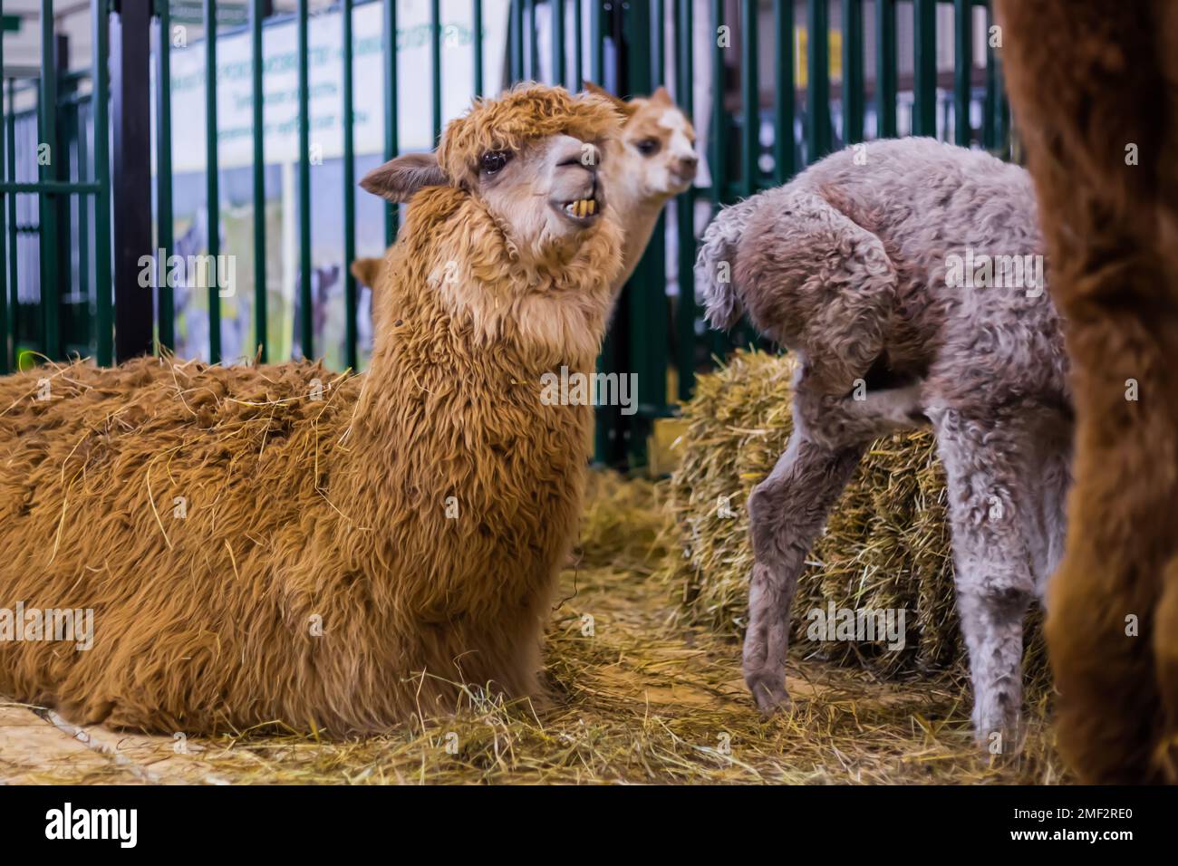 Gruppe von Alpakas auf der landwirtschaftlichen Tierausstellung Stockfoto