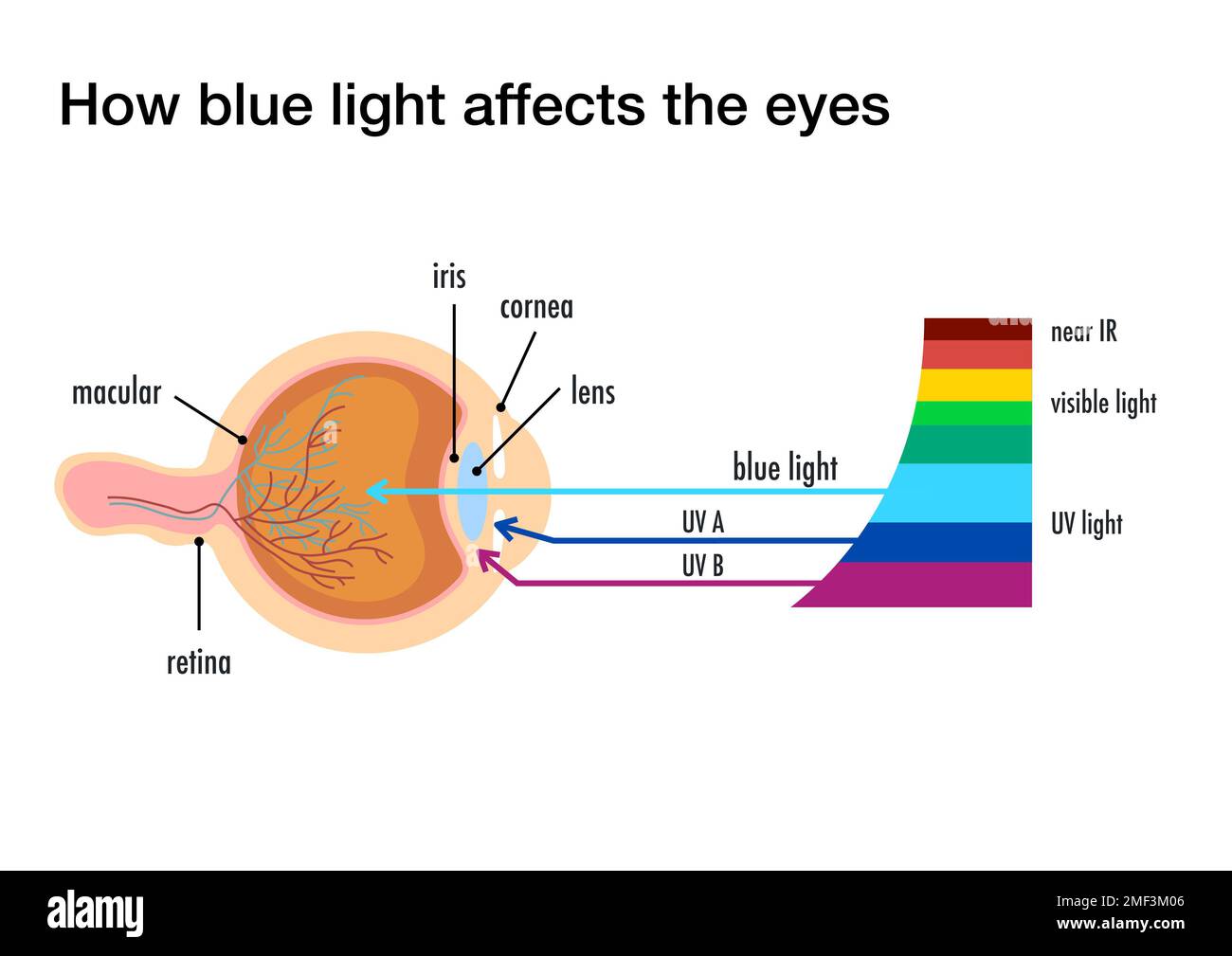 Wie blaues Licht das menschliche Auge beeinflusst Stockfoto