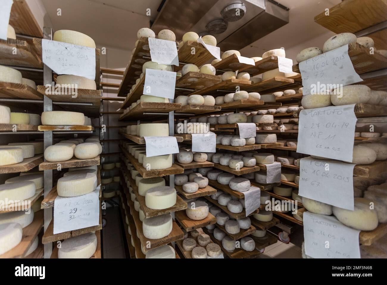 Reifung von Käserädern auf Holzständern auf der Käserei in der Toskana (Italien). Stockfoto