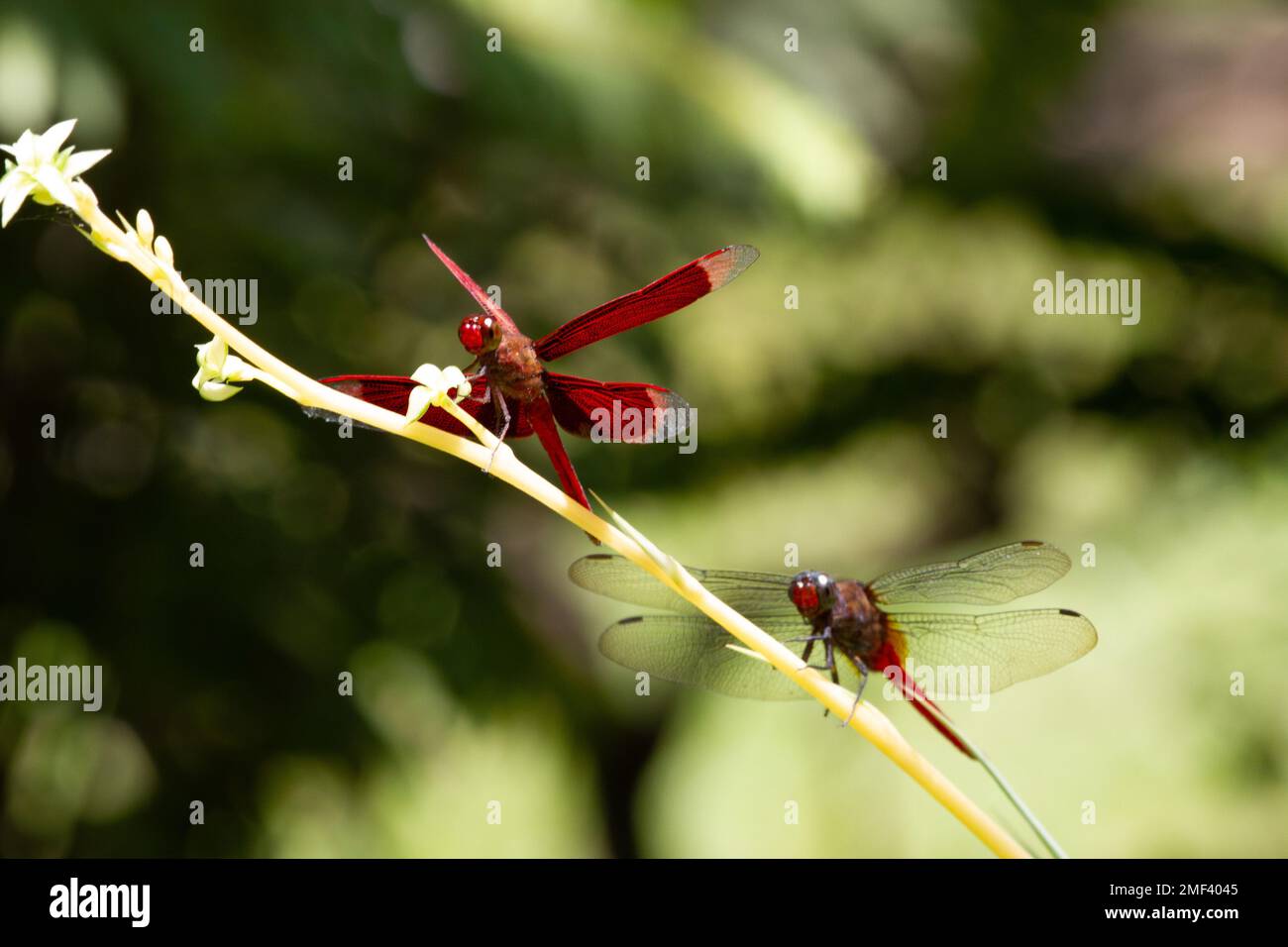 Nahaufnahme des geraden Roten Parasols (Neurothemis terminata) an einer Pflanze Stockfoto