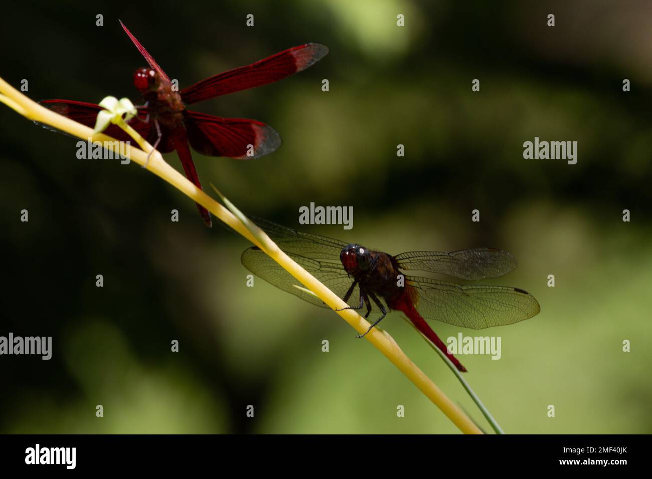 Nahaufnahme des geraden Roten Parasols (Neurothemis terminata) an einer Pflanze Stockfoto