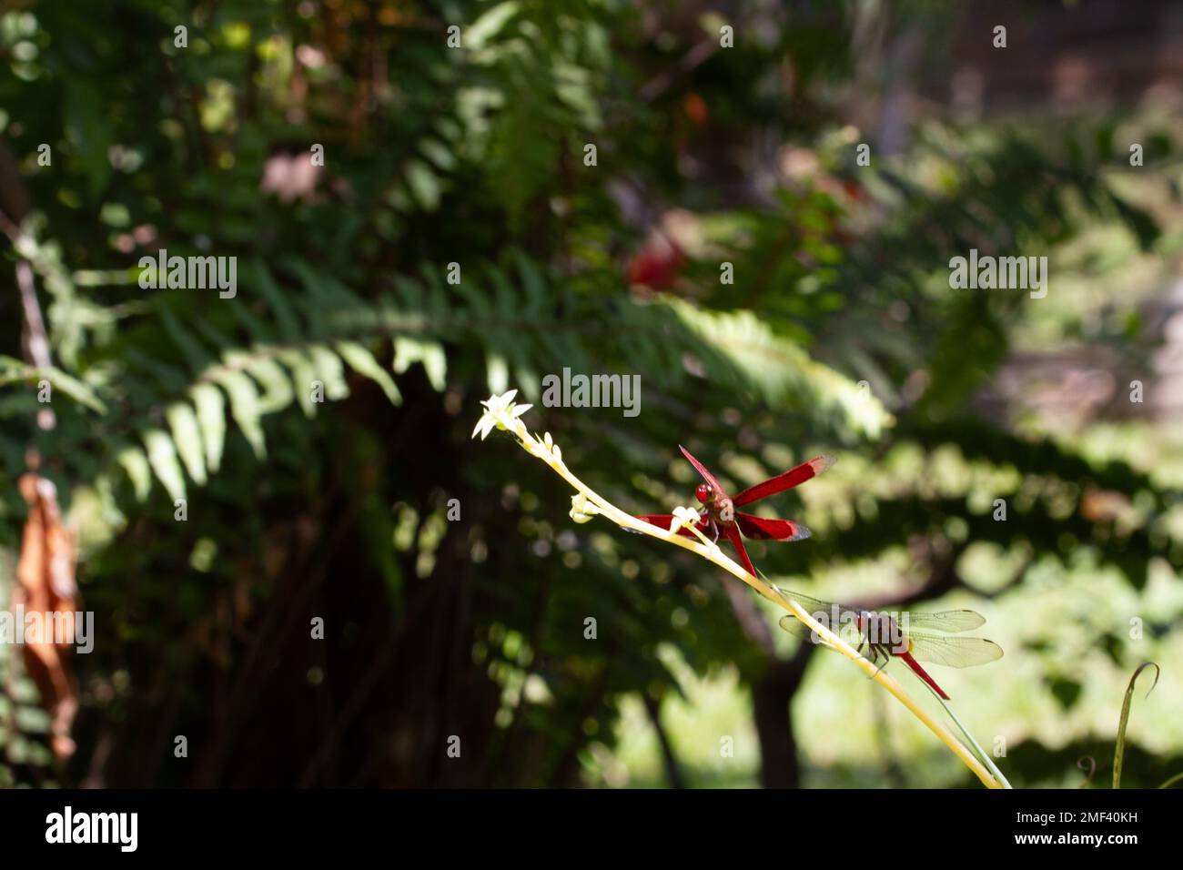 Nahaufnahme des geraden Roten Parasols (Neurothemis terminata) an einer Pflanze Stockfoto