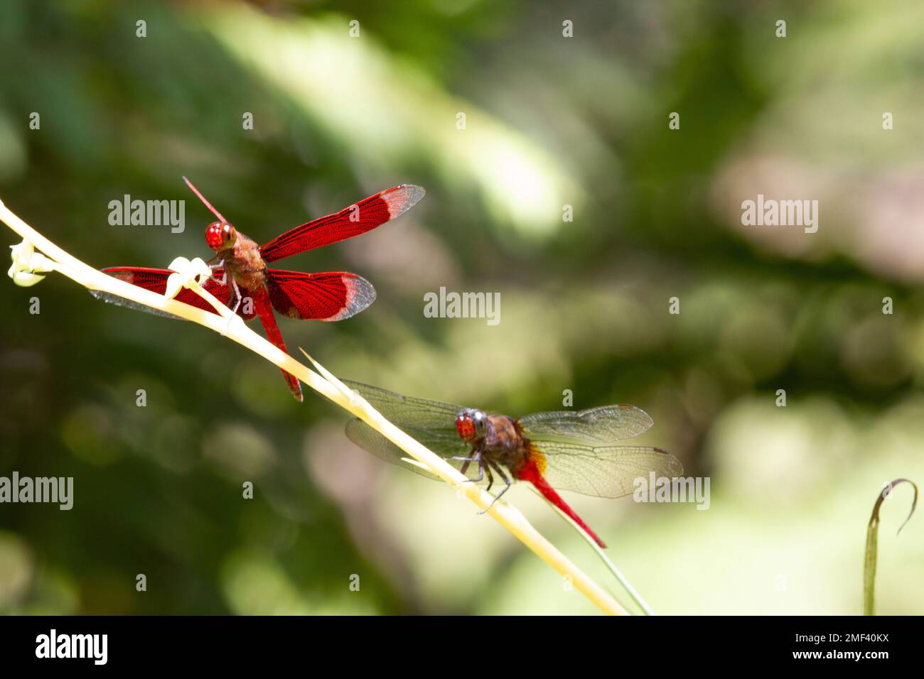 Nahaufnahme des geraden Roten Parasols (Neurothemis terminata) an einer Pflanze Stockfoto