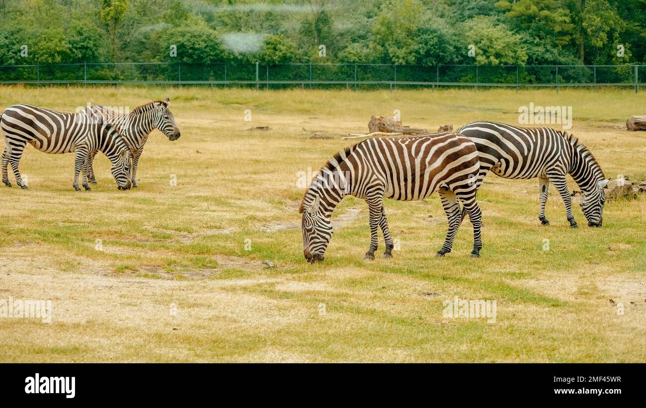 Gruppe wilder Zebras, die Gras im Safari-Zoo-Park essen. Zebras im Park Stockfoto