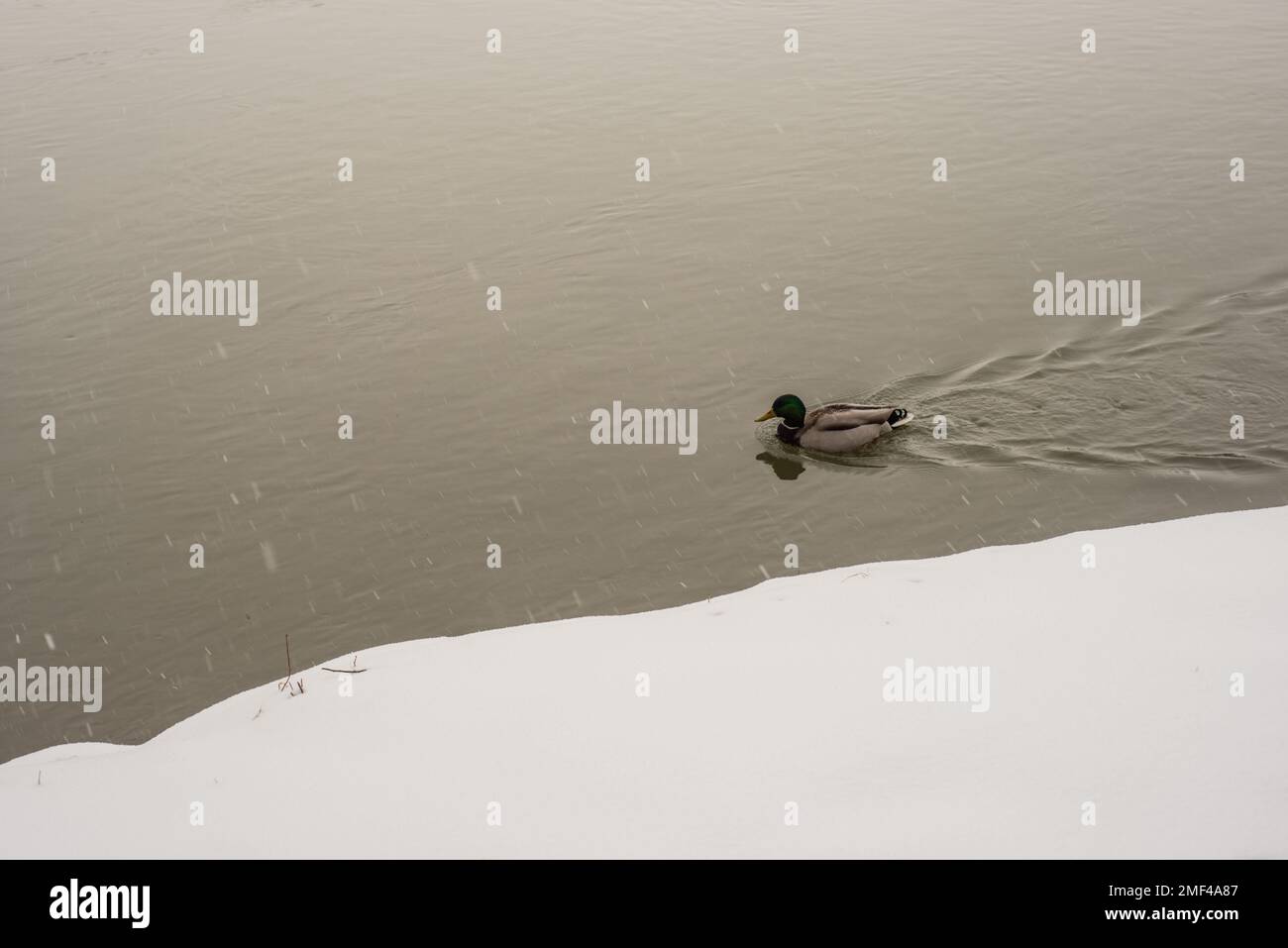 Eine einsame Stockente schwimmt im Schnee, Wallingford 2013 Stockfoto