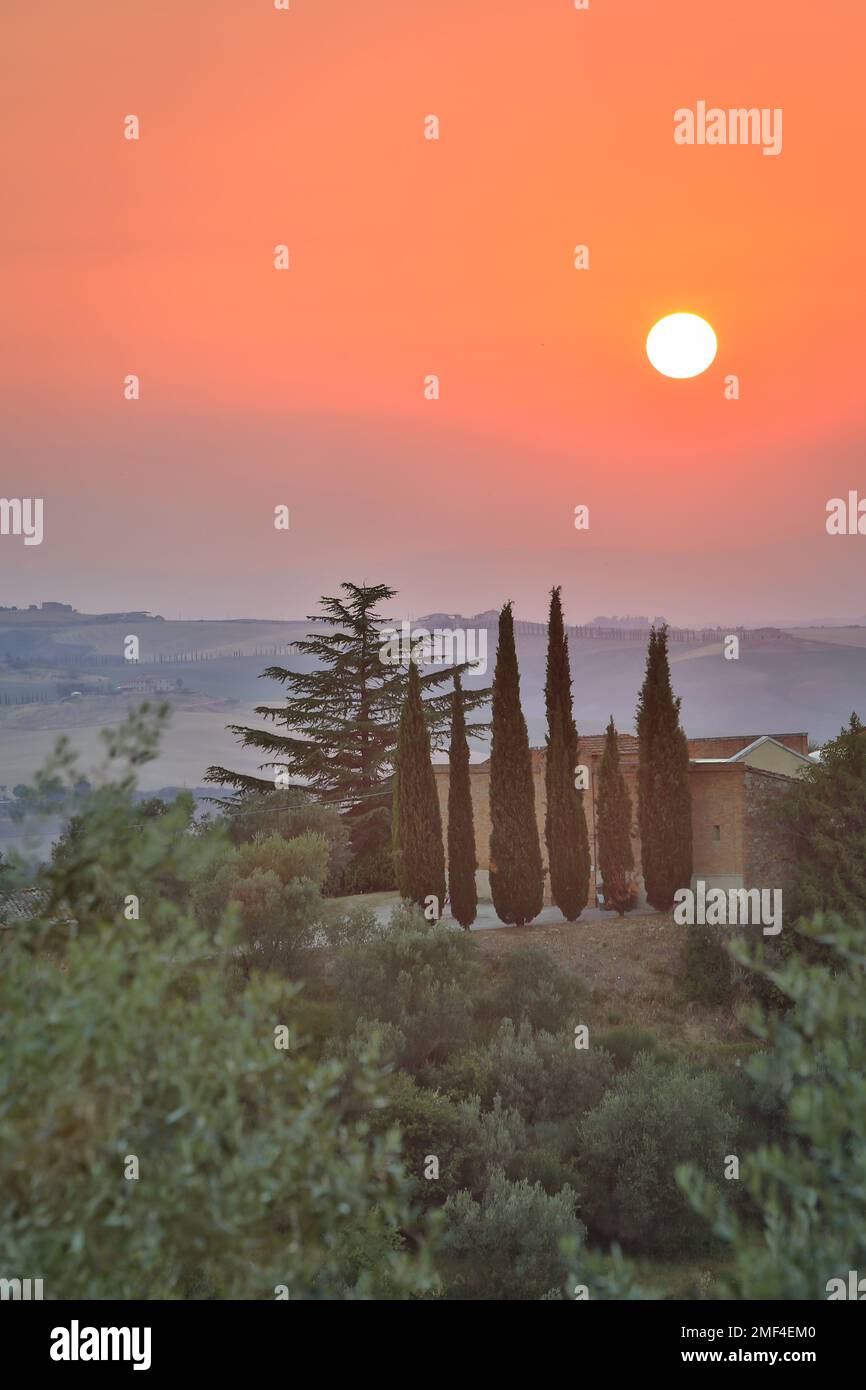 Zypressen unter dem toskanischen Sonnenuntergang im Sommer, Italien Stockfoto