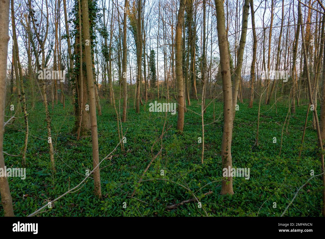 Mit Bärlauch bedeckter Boden im Wald im Frühjahr Stockfoto